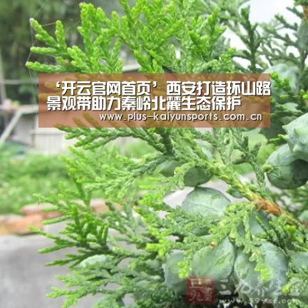 ‘开云官网首页’西安打造环山路景观带助力秦岭北麓生态保护(图2) 开云体育官方入口